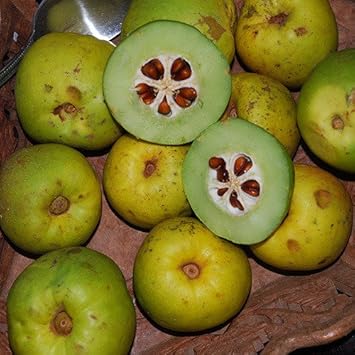 Chaenomeles Fruit Seeds - Grow Ornamental Fruits with a Tangy Flavor 100 pcs